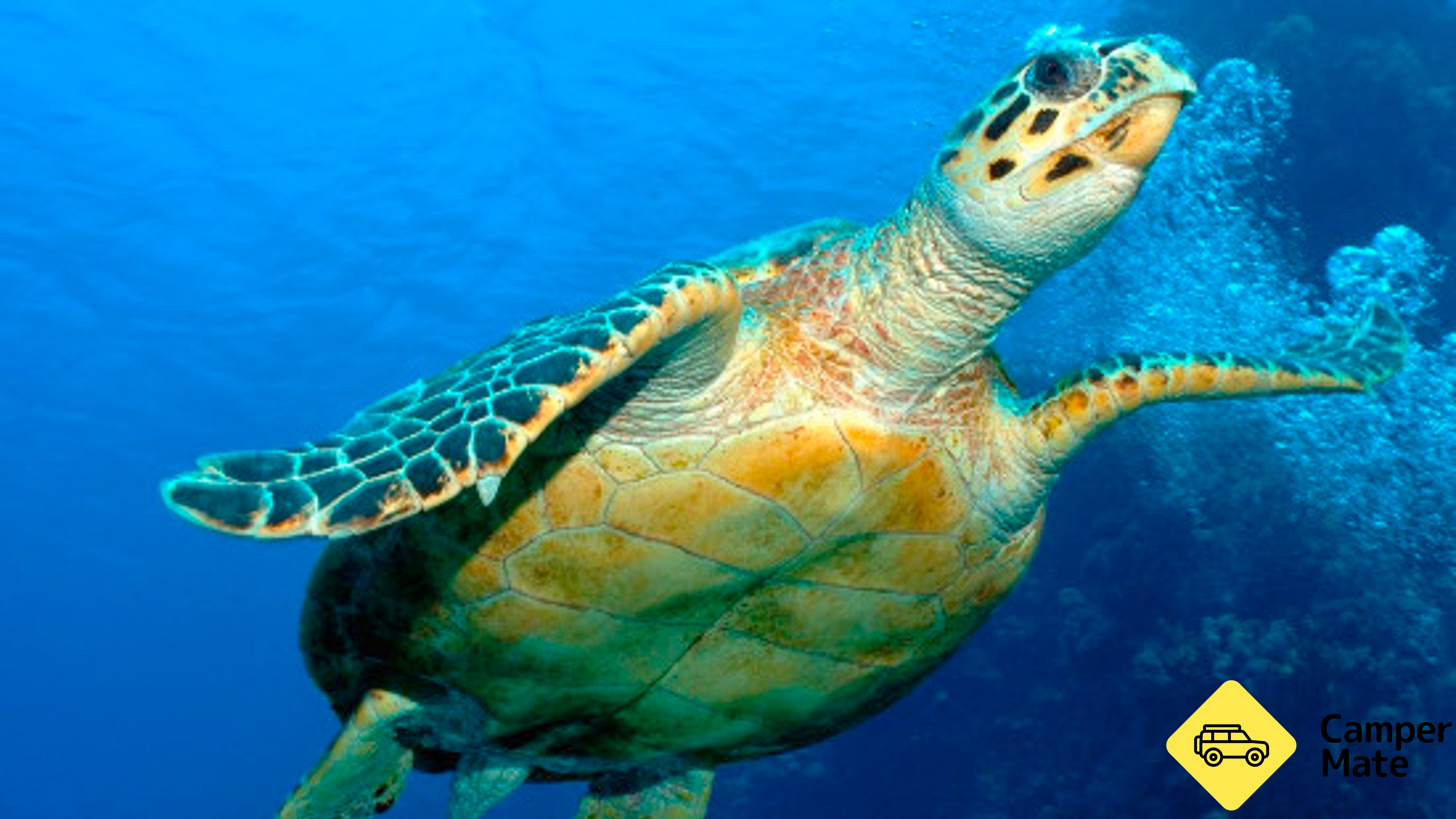 Hervey Bay Turtle Discovery Marine Tours
