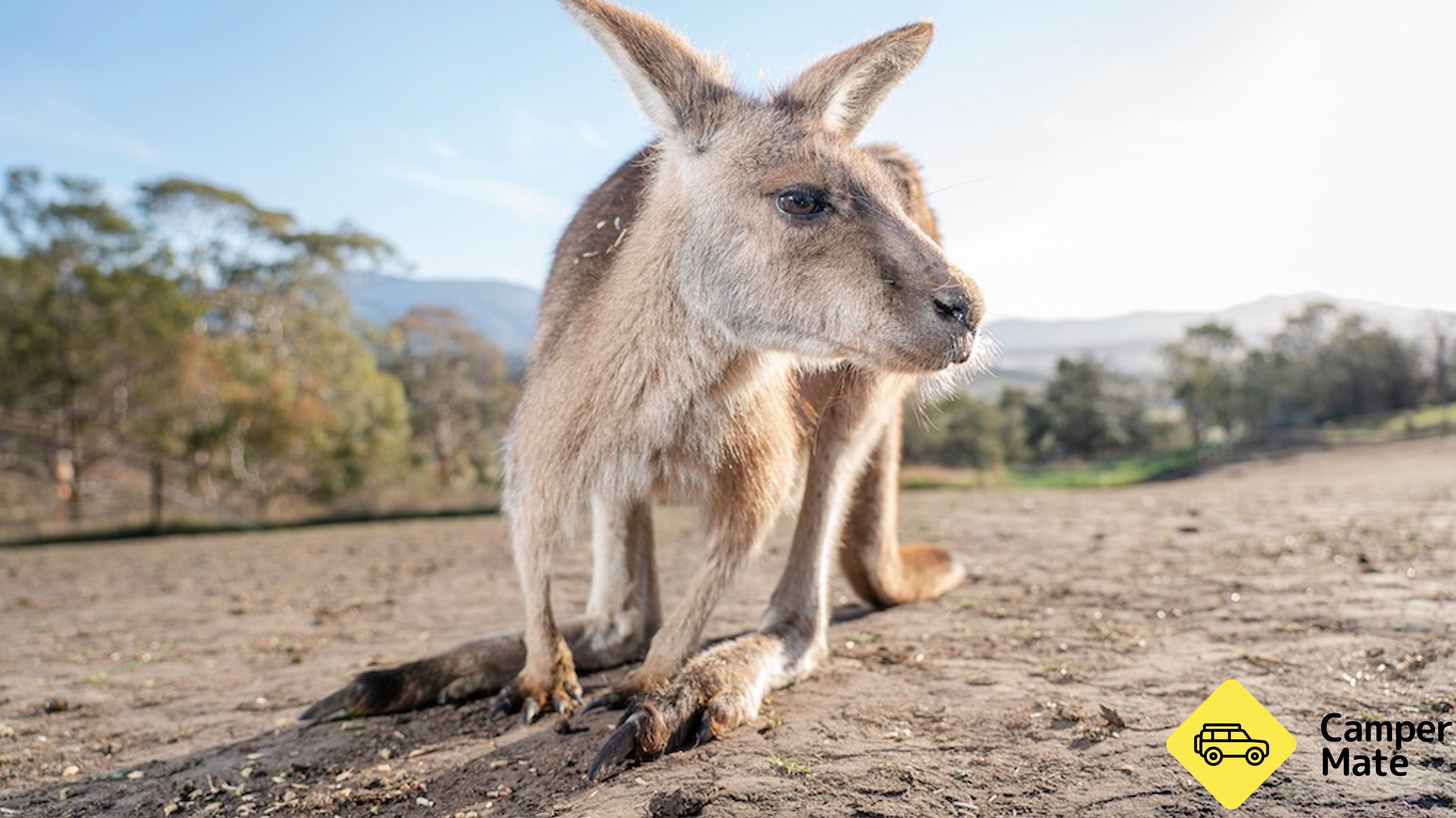 Bonorong Wildlife Sanctuary