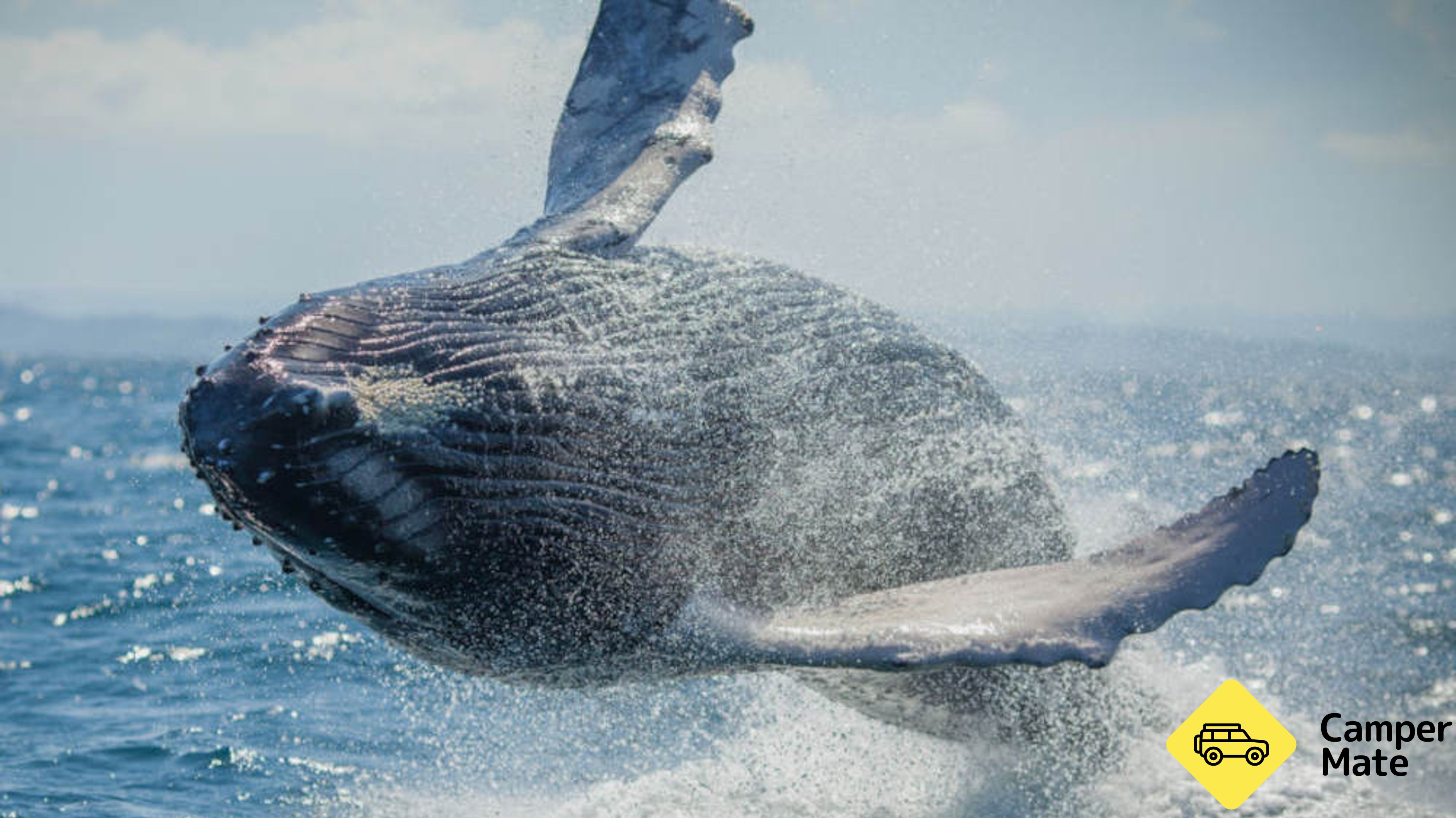Whale Watching Adventure Cruise from Noosa