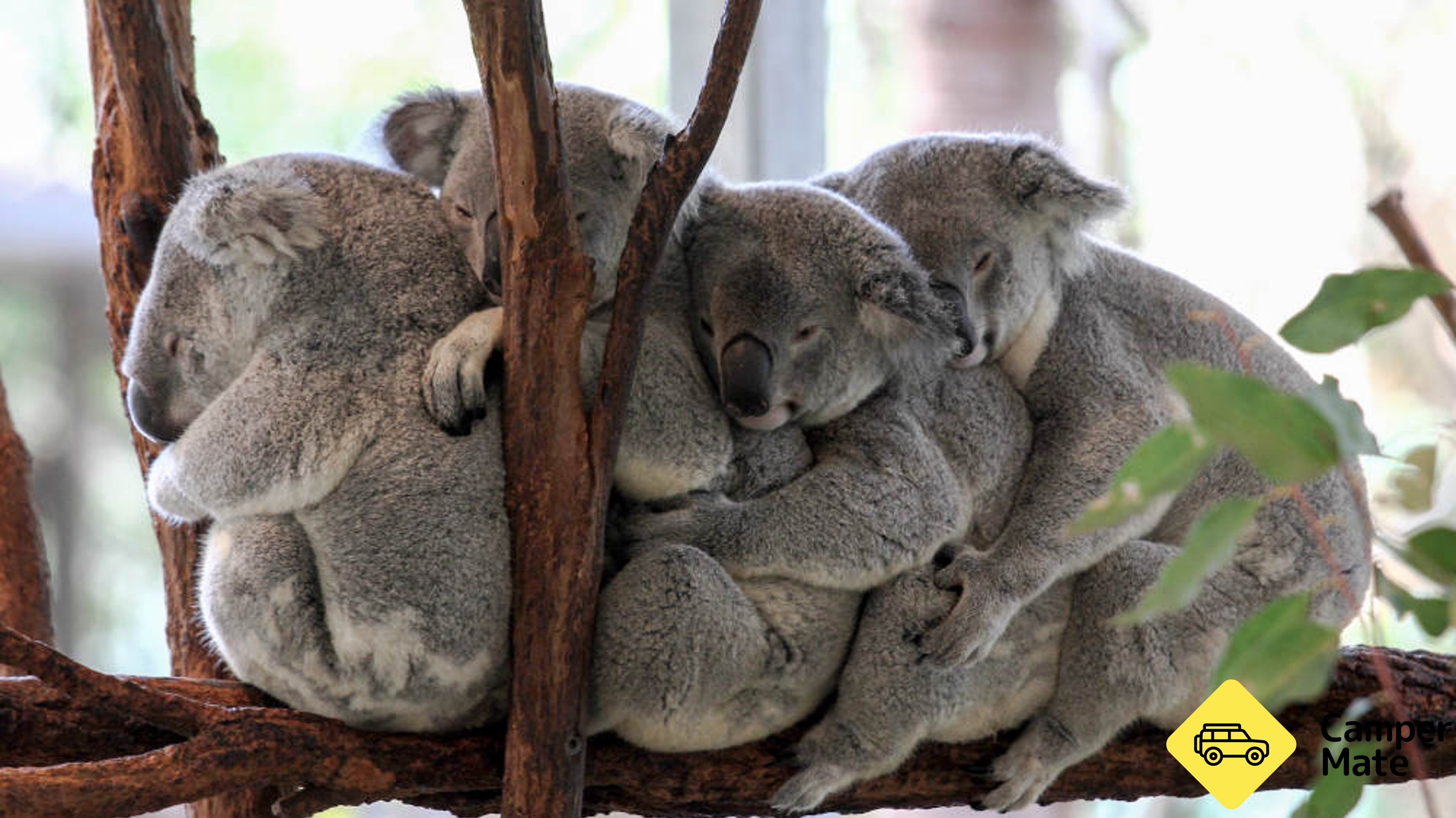 Lone Pine Koala Sanctuary