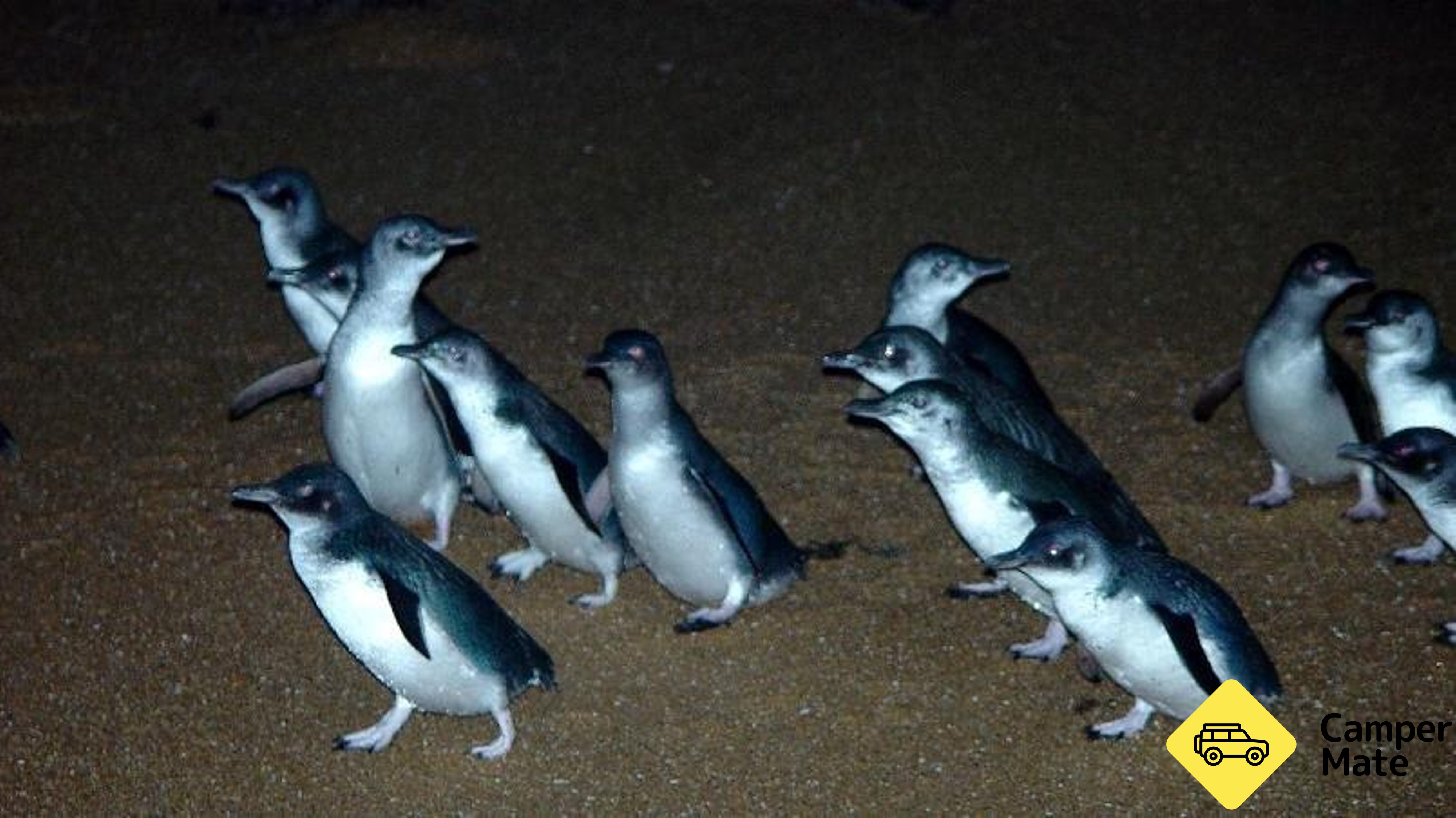 Bay of Fires and Cradle Mountain Tours