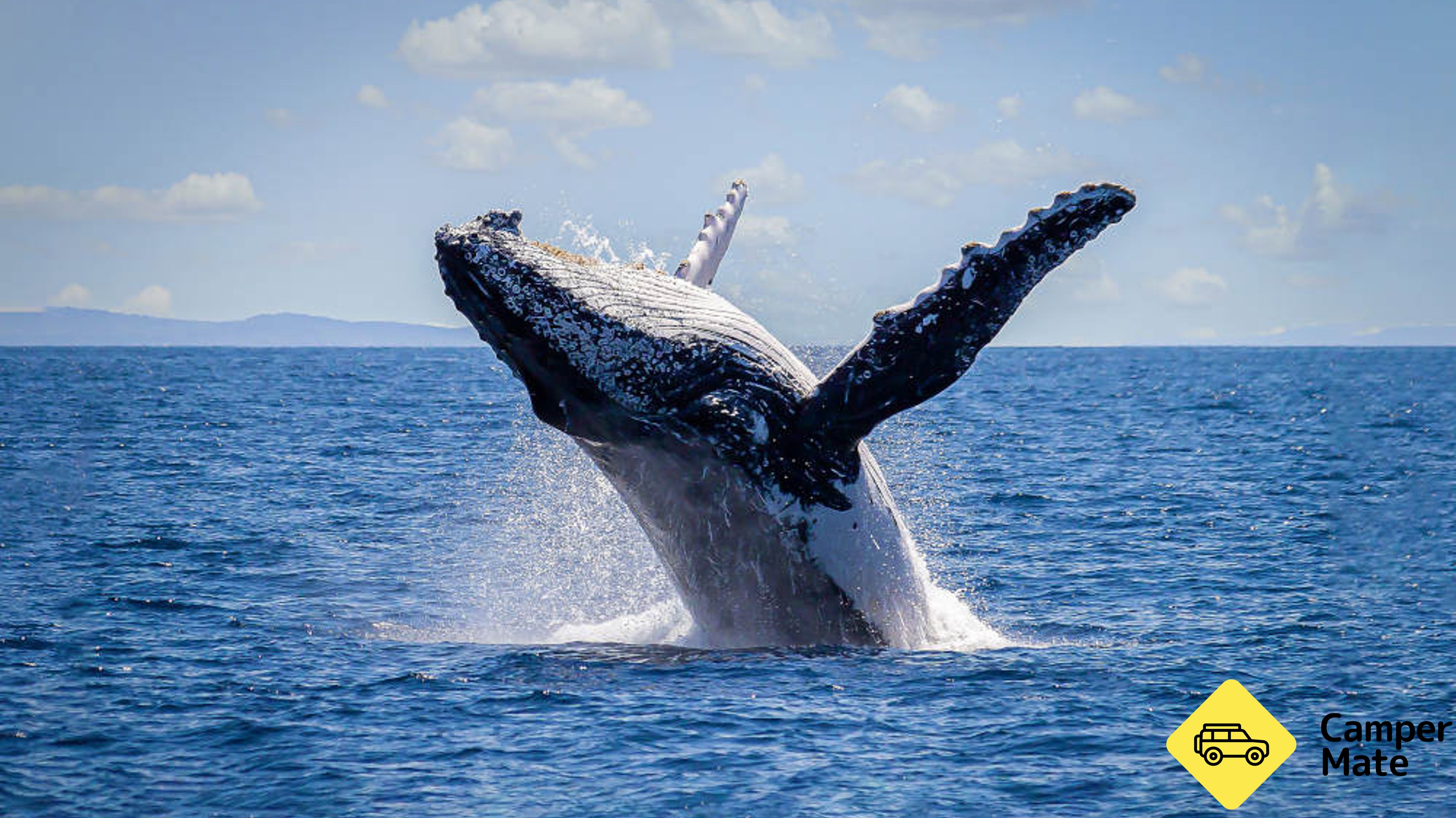 Sydney Whale Watching Cruise