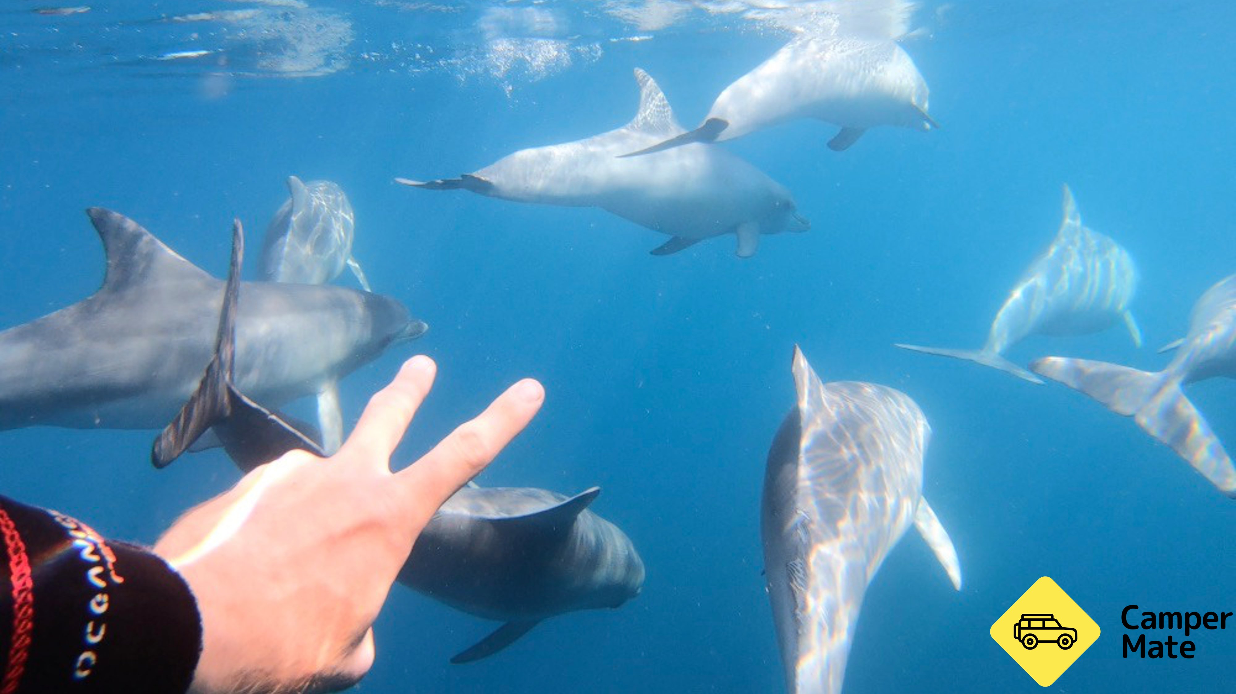 Adelaide Swim with Wild Dolphins Cruise